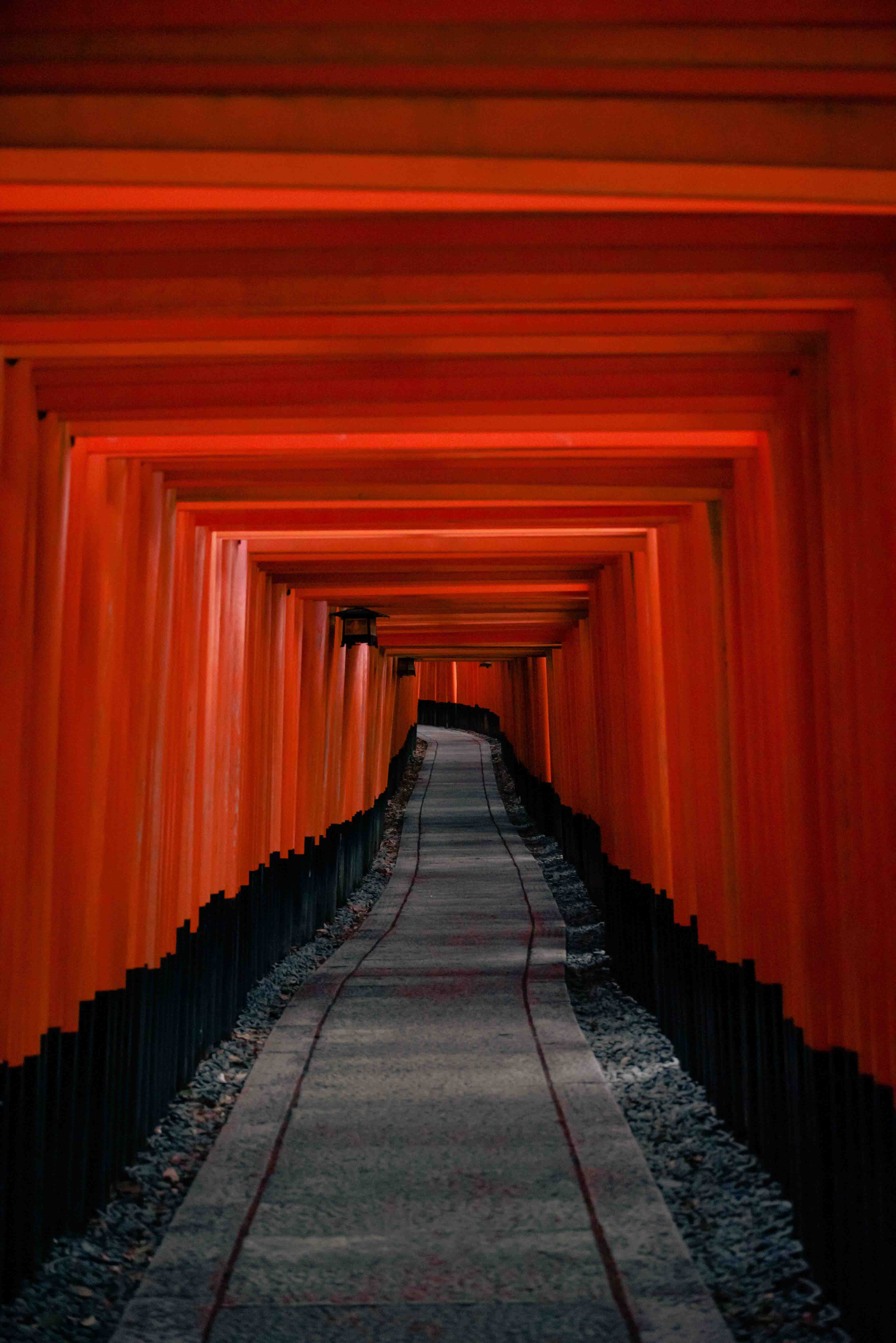Autumn tree with snow and leaves